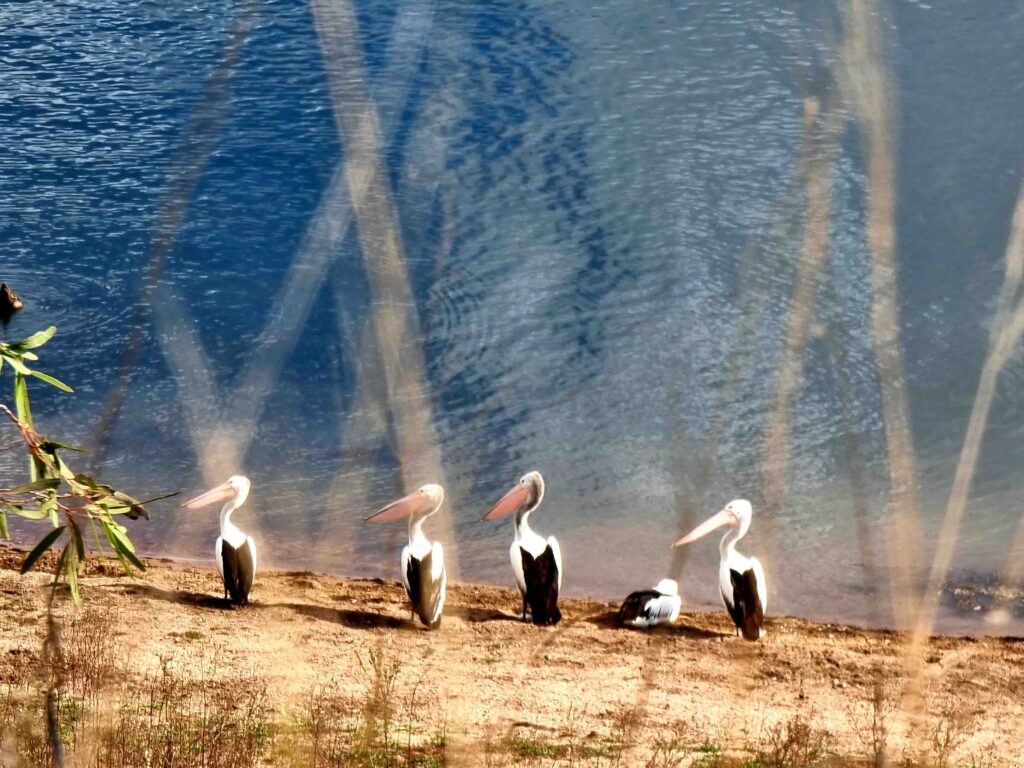 Boondooma dam pelicans