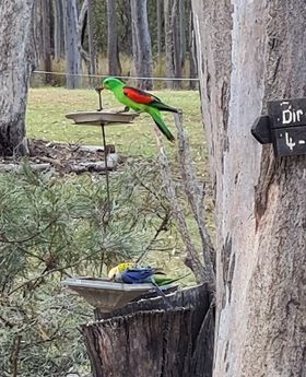 Bird Feed Hanger (1)