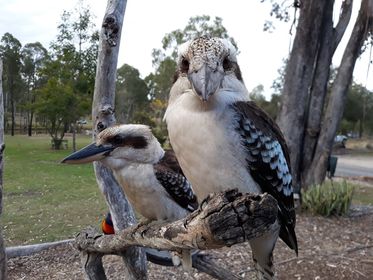 Kookaburras