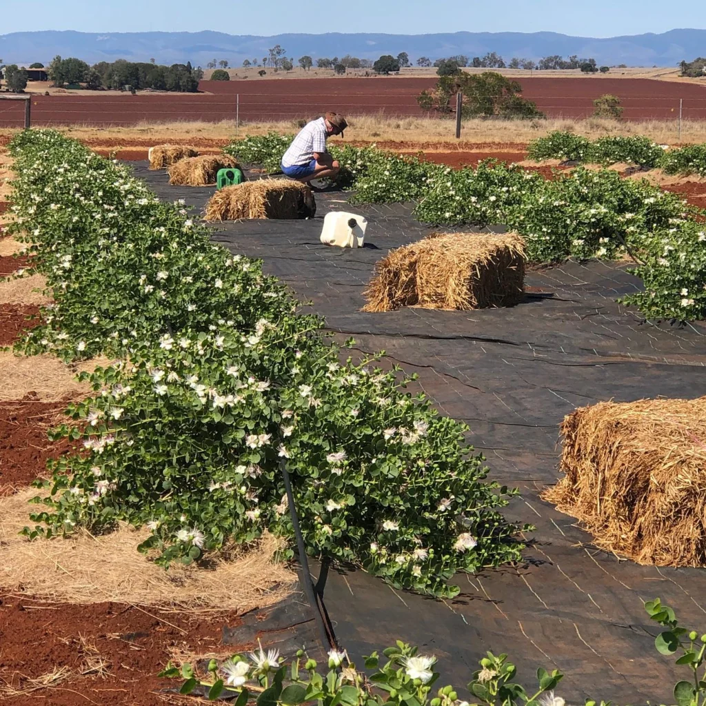 bunya red farm 3