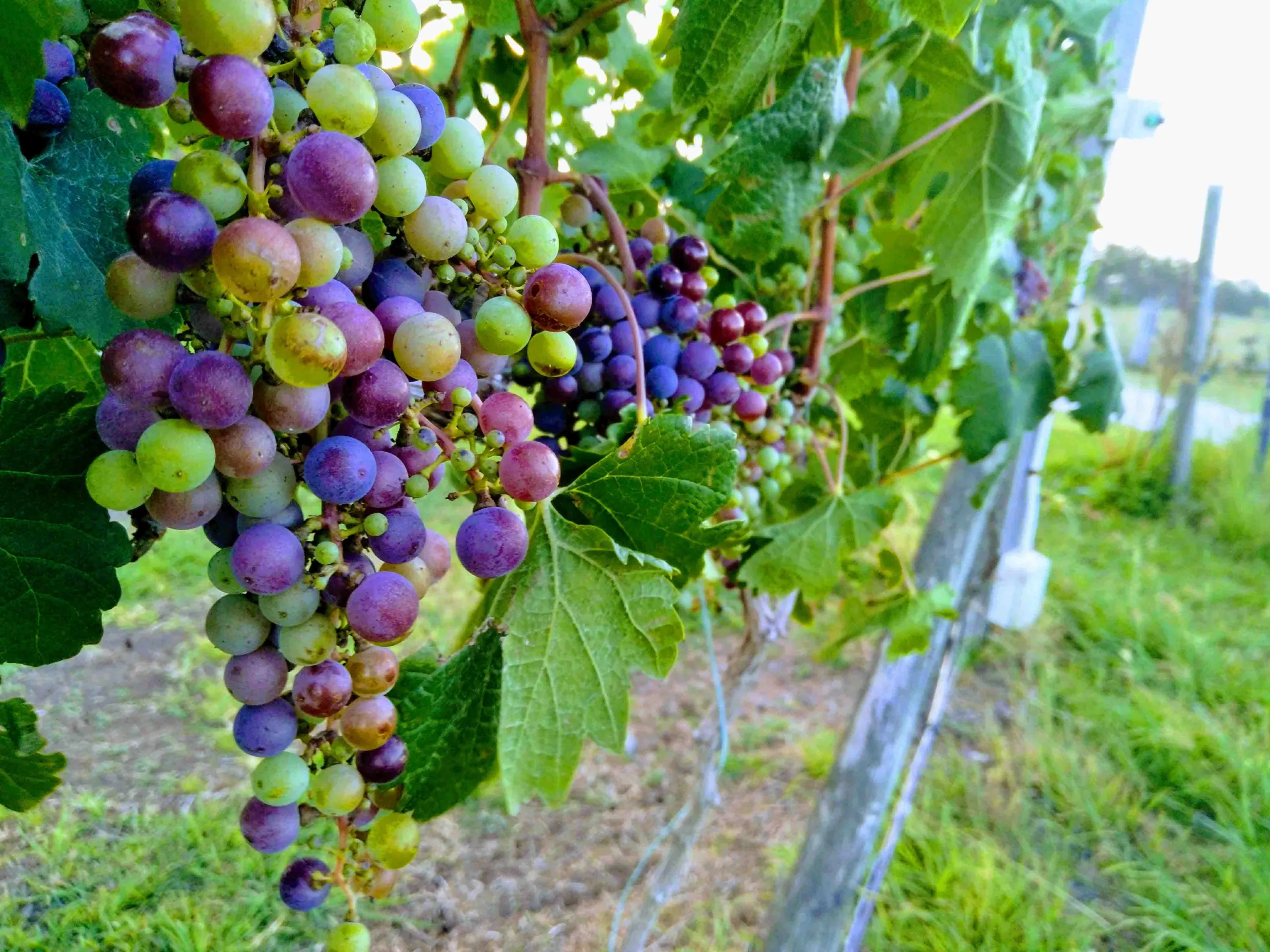 Wine Grapes South Burnett